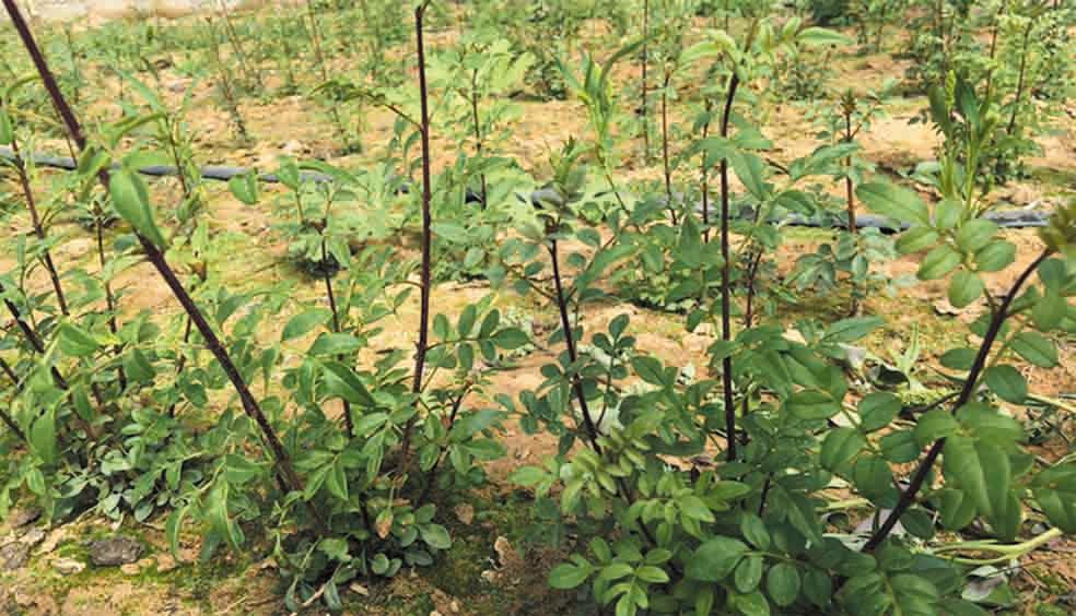 ABUIABACGAAg94LaxQUo7ZDA3AUw2Ac4tAQ